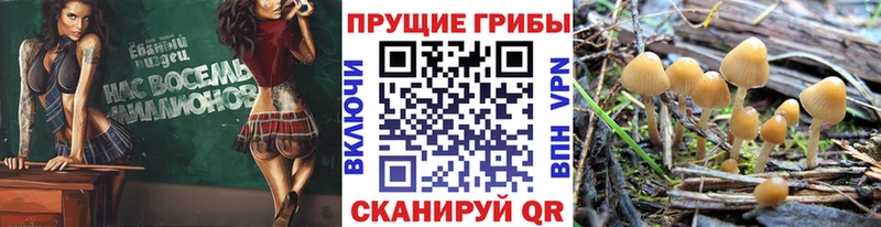 как найти   Котовск  Псилоцибиновые грибы прущие грибы 